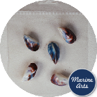 8991-P8 - Craft Pack - Blue Mussels